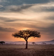 African